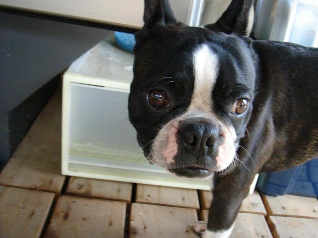 b0027203_0435437.jpg