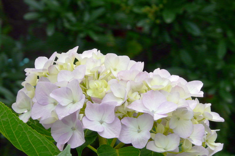 d0000607_2350447.jpg