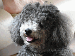 c0136736_21394199.gif