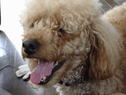 c0136736_2140462.gif