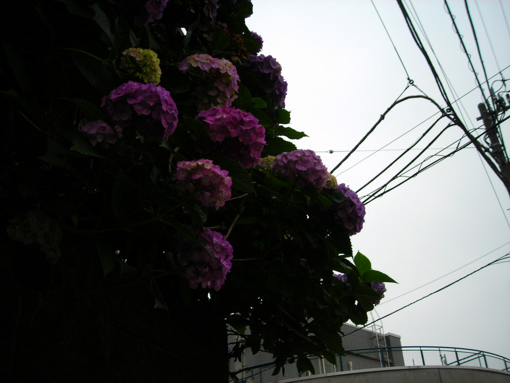 d0144137_1871193.jpg