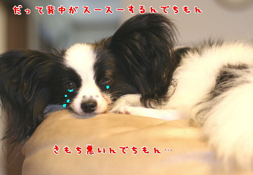 d0013149_8113176.jpg