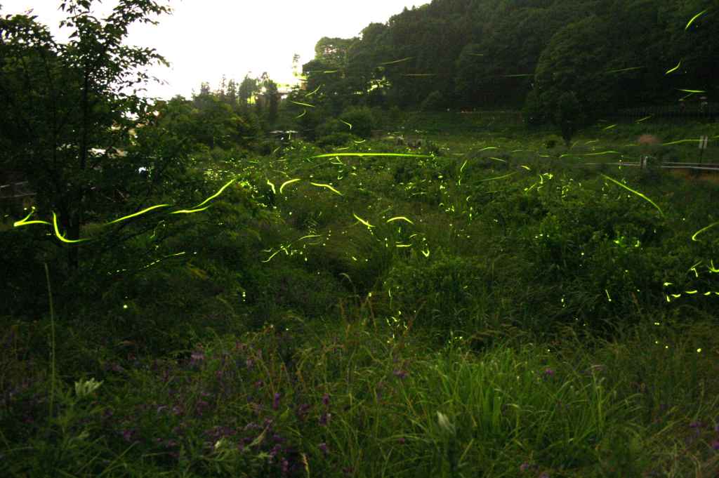 b0029350_11162037.jpg