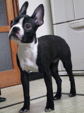 f0160554_11435863.jpg
