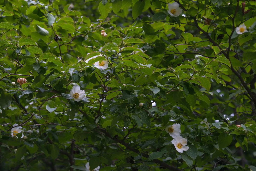 a0083081_17154080.jpg