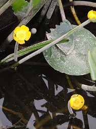 c0105785_9465775.jpg