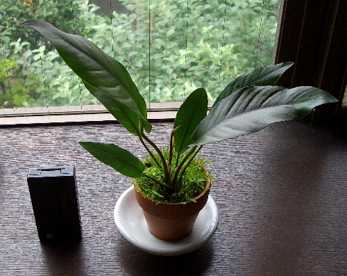 c0074591_1161510.jpg