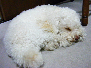b0104592_18445929.jpg