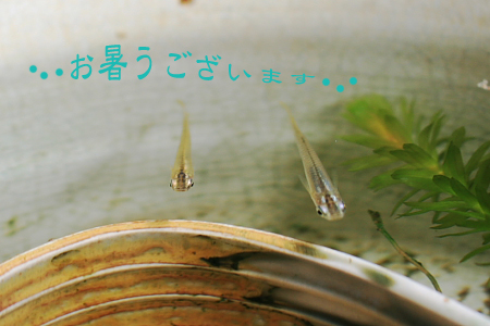 c0129498_028433.jpg