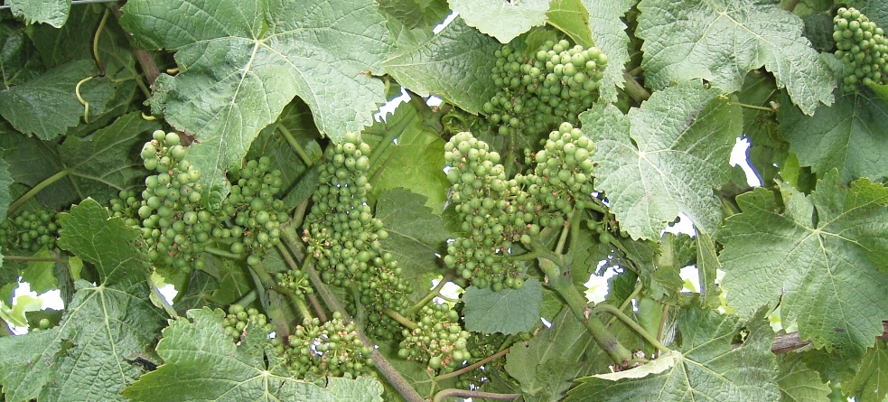 f0007498_4582114.jpg