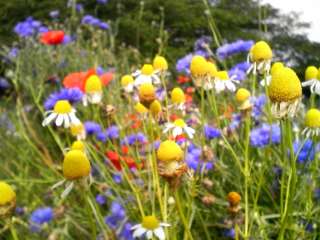e0083204_13254024.jpg