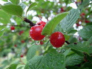 f0135908_6381240.jpg