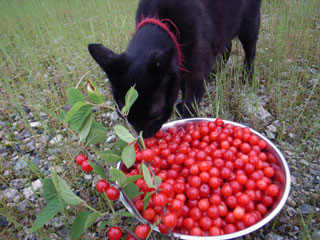 f0135908_6392793.jpg