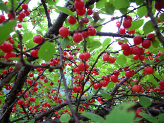 f0135908_639849.jpg