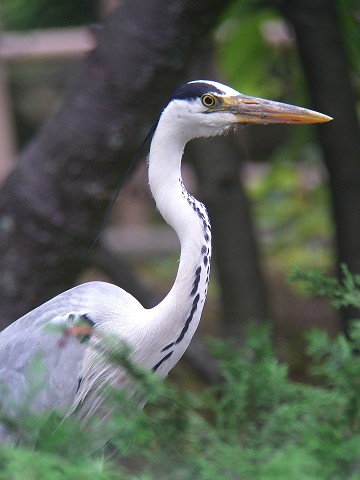 c0110510_1733461.jpg