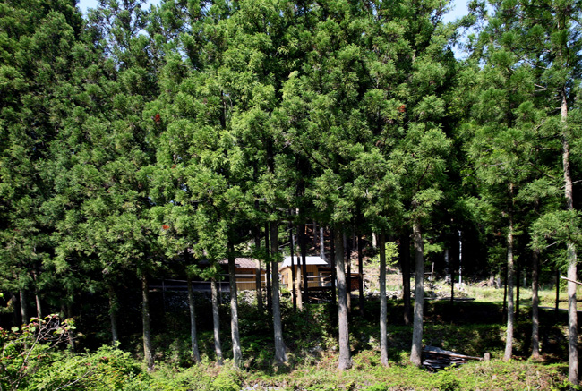 d0147530_67366.jpg