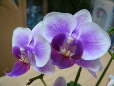 e0134032_2221016.jpg