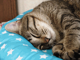 c0136736_16471245.gif