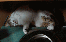 c0136736_16482341.gif