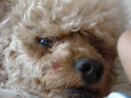c0136736_16512977.gif