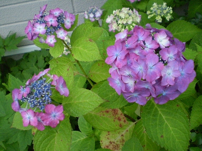 a0109742_21547100.jpg