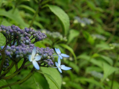 c0042869_2054442.jpg