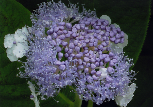 b0059686_14205012.jpg