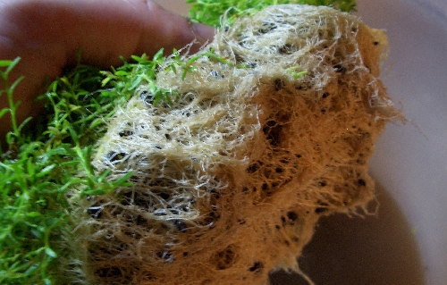 c0074591_23284819.jpg