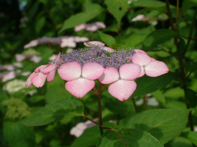 b0044296_9455448.jpg