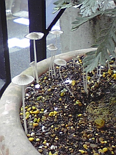 f0049813_1002620.jpg