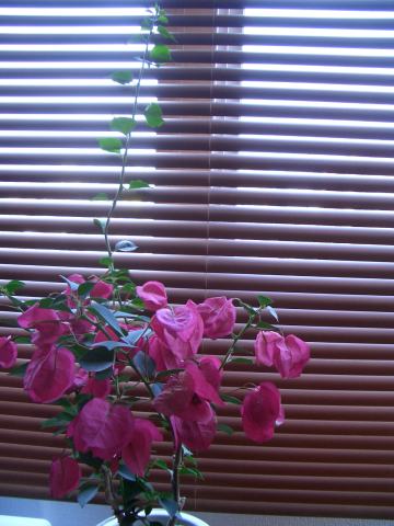 a0024829_141206.jpg