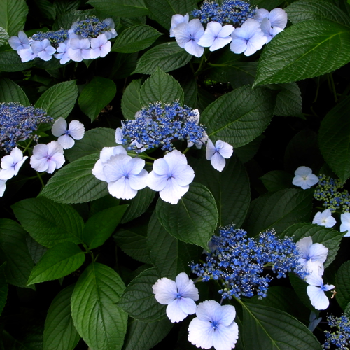 c0077129_0351996.jpg