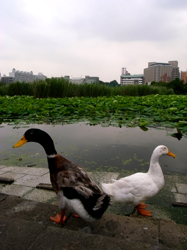 c0077129_035269.jpg