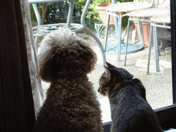 c0136736_18115394.gif