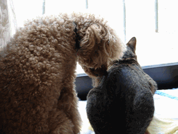 c0136736_1812641.gif