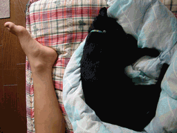 c0136736_1861618.gif