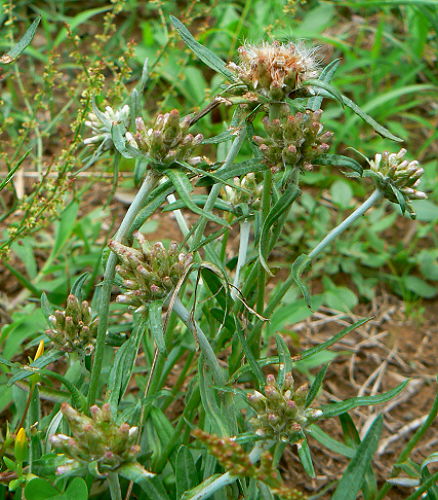 d0091754_3421297.jpg