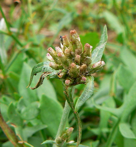 d0091754_3422733.jpg