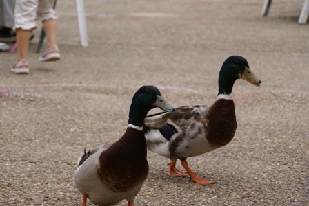 a0091666_2384018.jpg