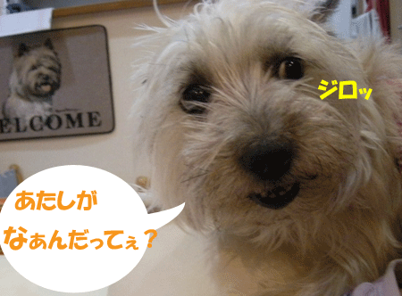 e0066883_0174410.gif