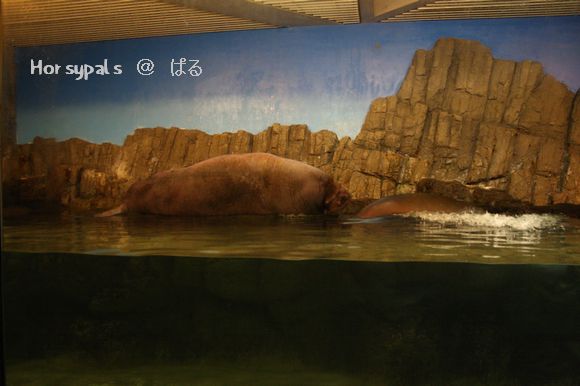 f0158697_21354137.jpg