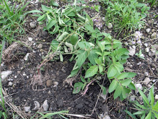 f0135908_458610.jpg
