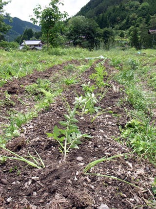 f0135908_5401924.jpg