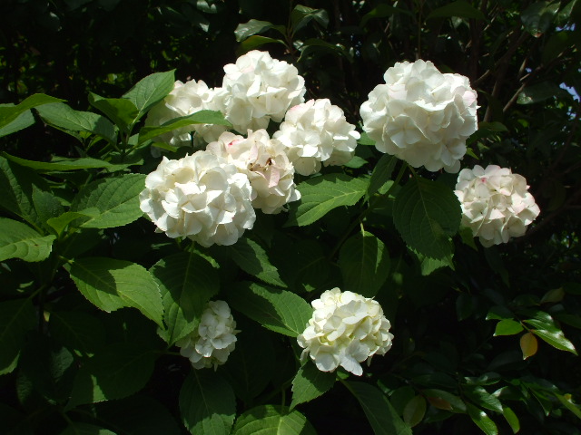 b0096418_19351153.jpg