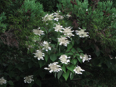 f0009128_21101162.jpg
