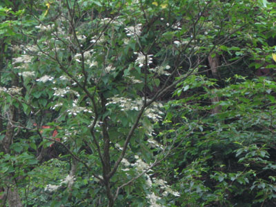 f0009128_2111408.jpg