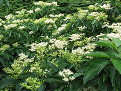 f0009128_21135384.jpg
