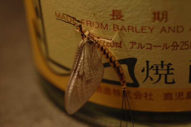 c0133133_1413158.jpg