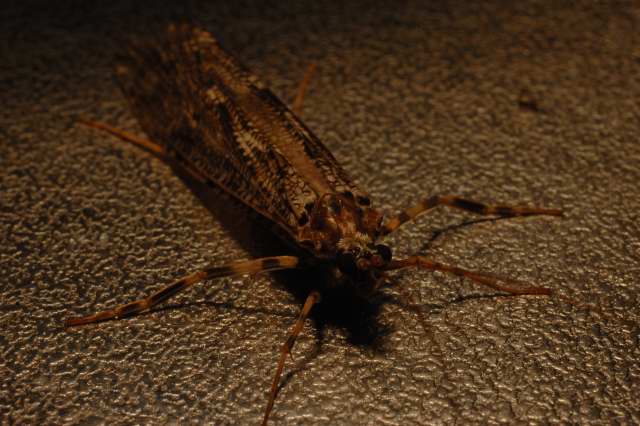 c0133133_1475465.jpg