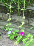 e0127935_1263281.jpg